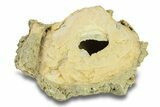 Fossil Clam (Mercenaria) - Rucks' Pit, FL #285859-1